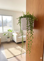 Wall Mounted Planter - PLA - Twist-off Bottom - Multiple Colors